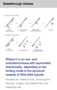 In November 2021, a paper on Rnase H was published as a breakthrough in the NAR. 이미지