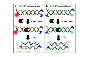 A graphene oxide-based tool-kit capable of characterizing and classifying exonuclease activities