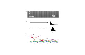 Single-molecule imaging: a collagenase pauses before embarking on a killing spree